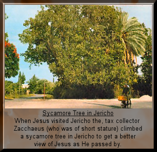 Large Sycamore Tree in Jericho